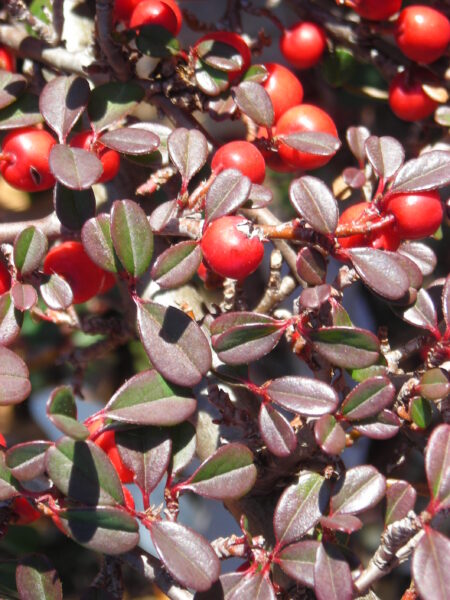 Cotoneaster horizontalis