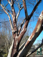 Crape Myrtle (Lagerstroemia)