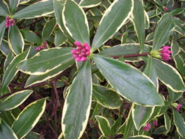 Daphne odora ‘Marginata’