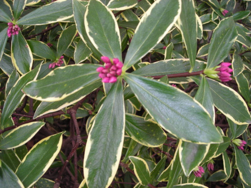 Daphne odora ‘Marginata’