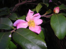 Fall blooming camellia