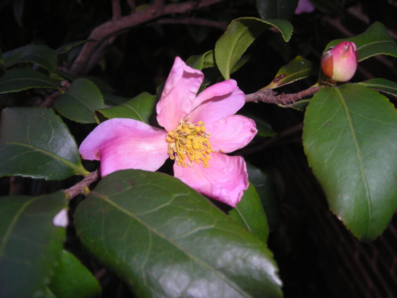 Fall blooming camellia