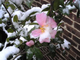 Fall blooming camellia