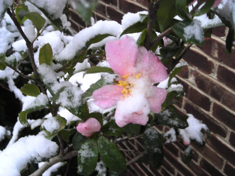 Fall blooming camellia