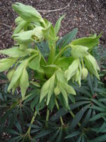 Stinking Hellebore (Helleborus foetidus)