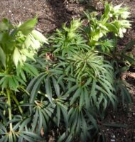 Stinking Hellebore (Helleborus foetidus)