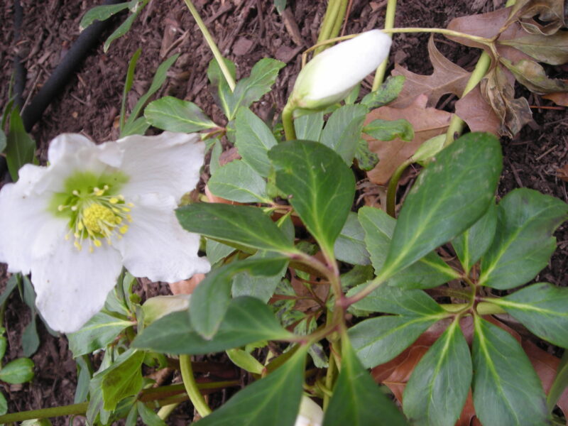 Christmas rose (Helleborus niger)