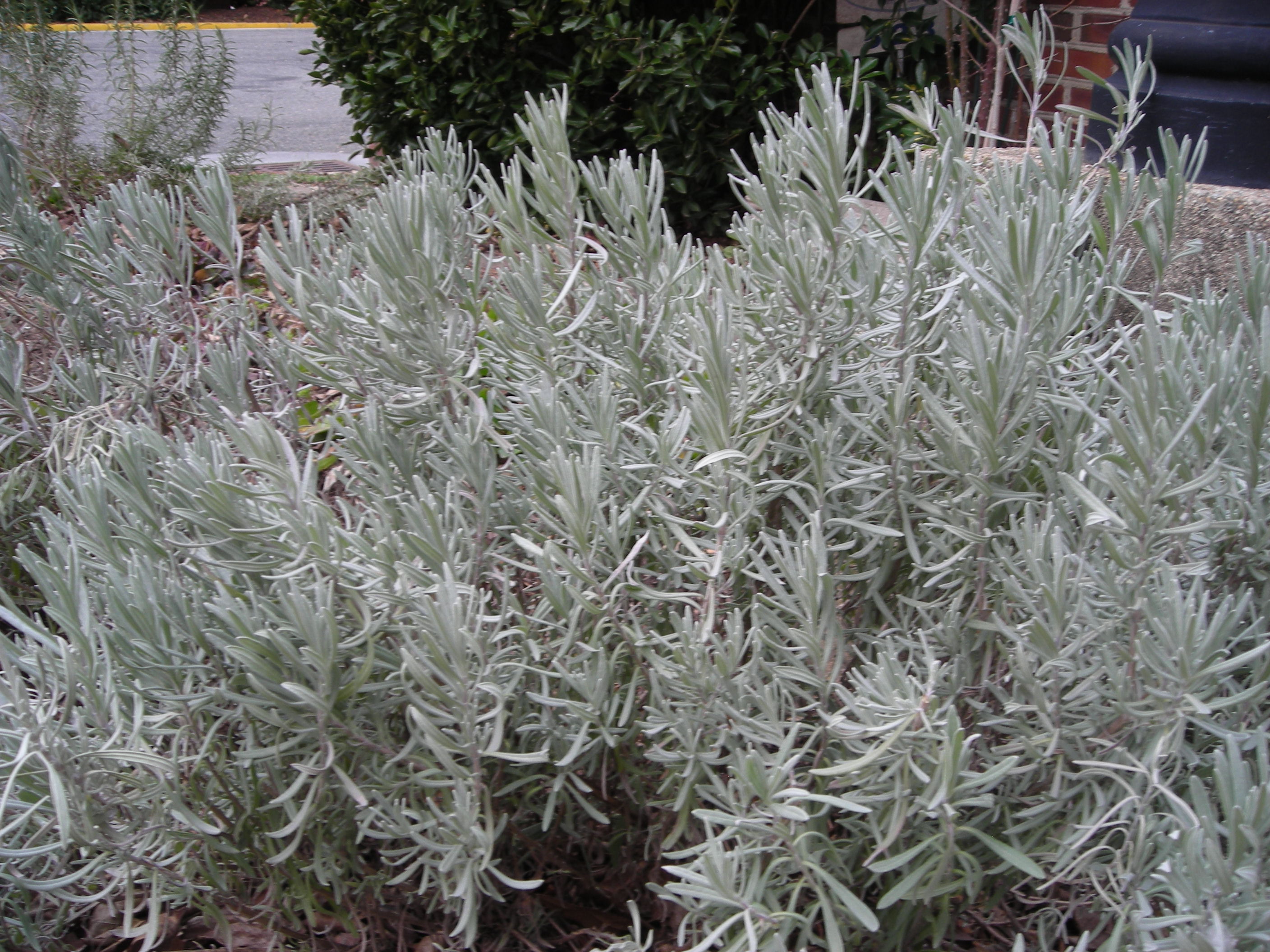 Lavender