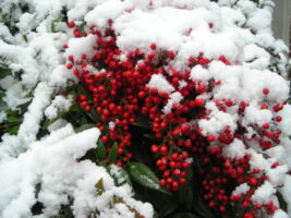 nandina-domestica-snow