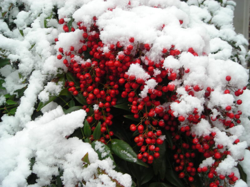 nandina-domestica-snow