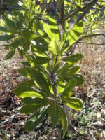 Red bay tree (Persea borbonia)