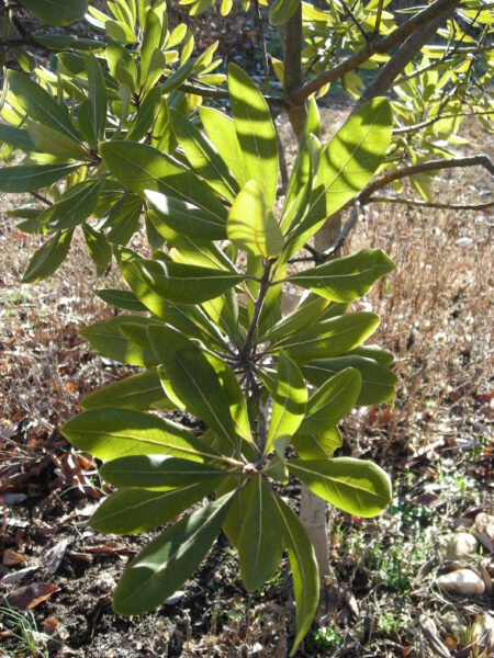 Red bay tree (Persea borbonia)