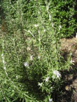 Rosemary
