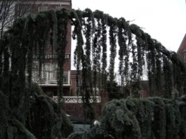 Weeping blue atlas cedar (Cedrus atlantica ‘Glauca Pendula’