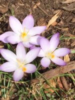 3 Crocus tommasinianus