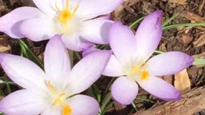 3 Crocus tommasinianus
