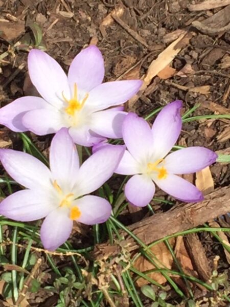 3 Crocus tommasinianus