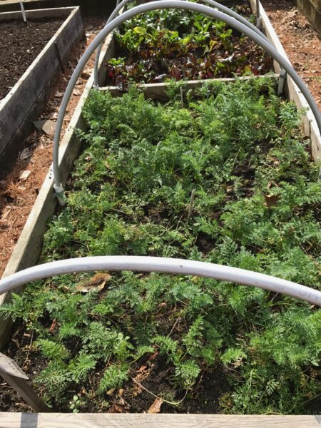 Winter-overed beets/carrot