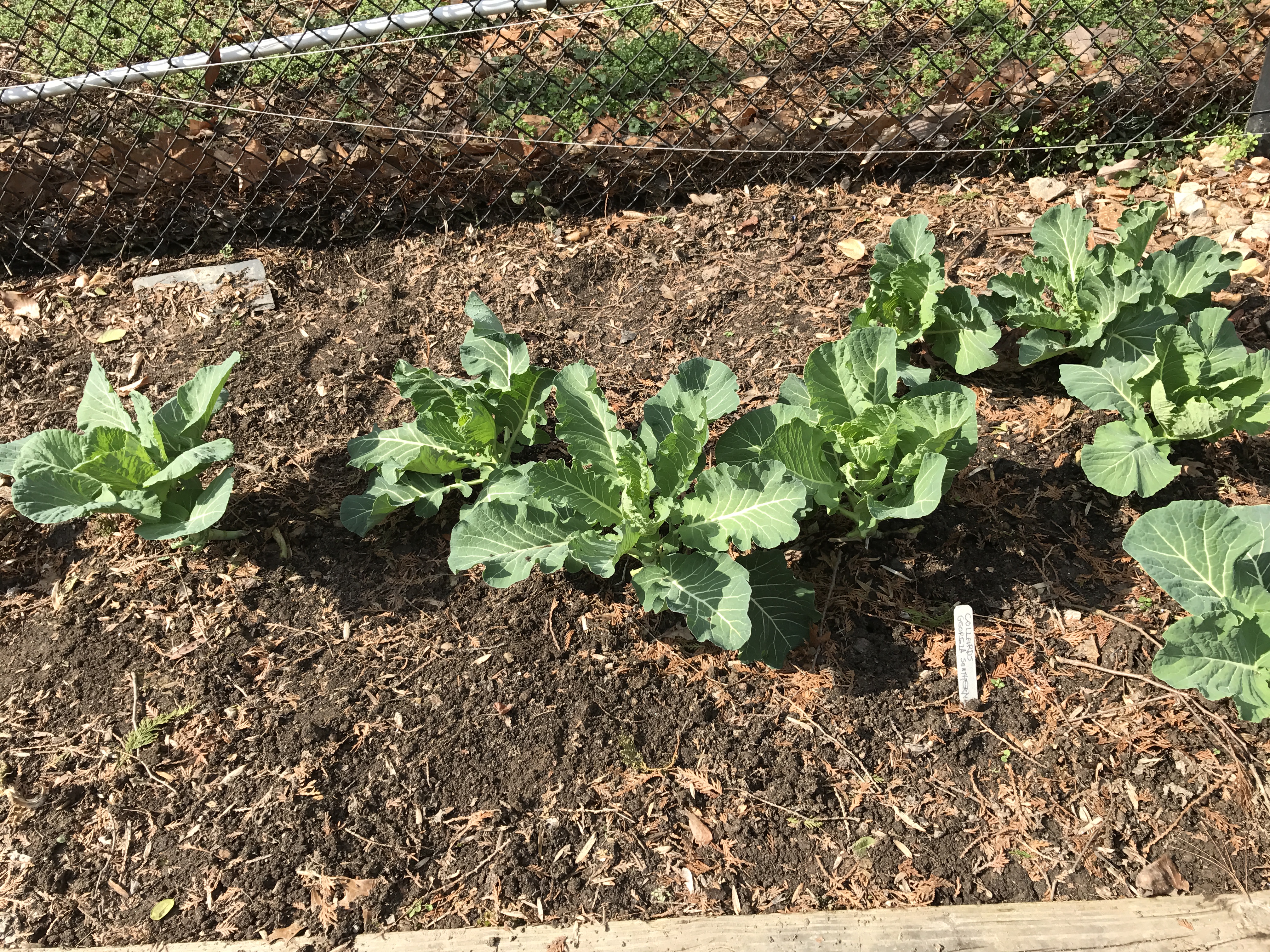 Cabbage at the OVG