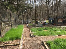 Cover crops in March 2017