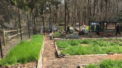 Cover crops in March 2017
