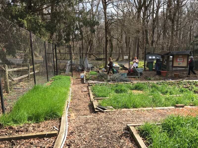 Cover crops in March 2017