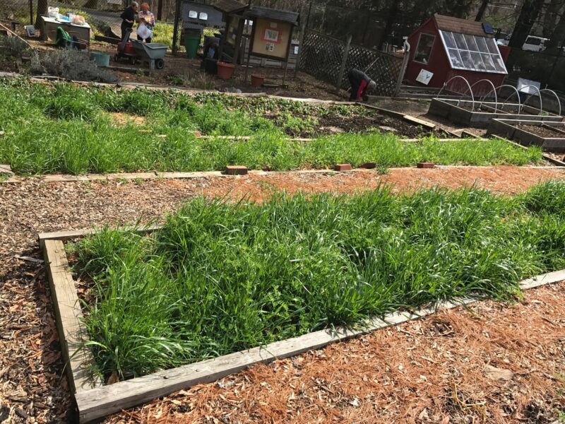 Cover crops in March 2017