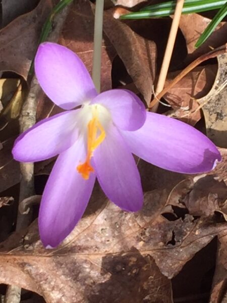 Crocus tommasinianus