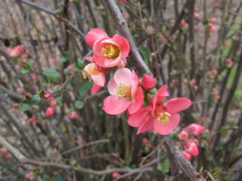 Flowering Quince ( Chaenomeles speciosa) close-up