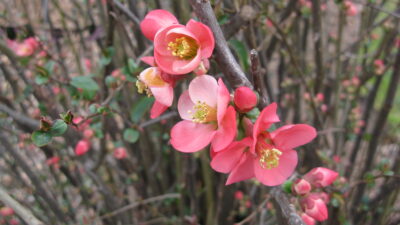 Flowering Quince ( Chaenomeles speciosa) close-up