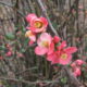 Flowering Quince ( Chaenomeles speciosa) close-up
