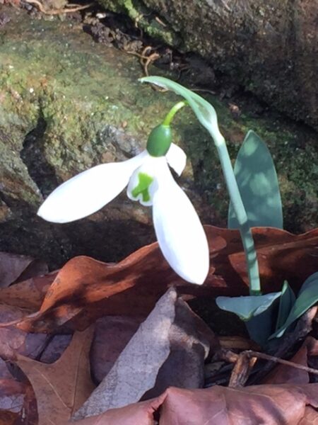 Galanthus elwesii.closeup