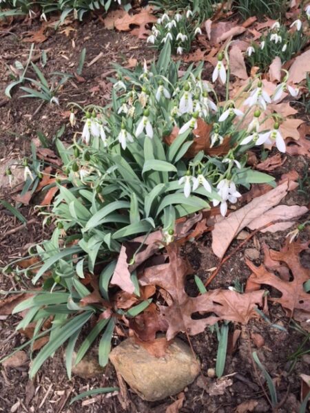 Galanthus elwesii.clump