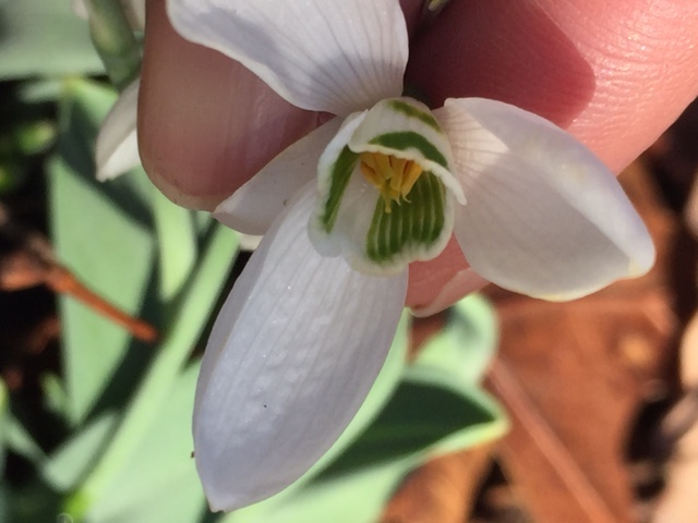 Galanthus elwesii.interior