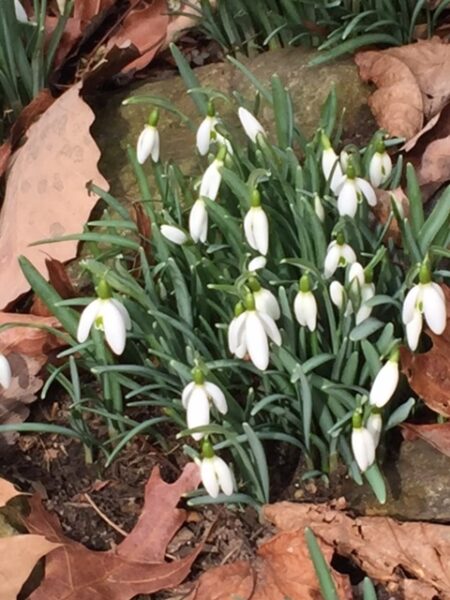 Galanthus nivalis clump-2