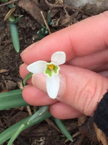 Galanthus nivalis.interior