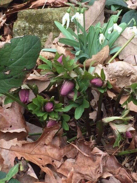 Helleborus x hybridus.burgundy