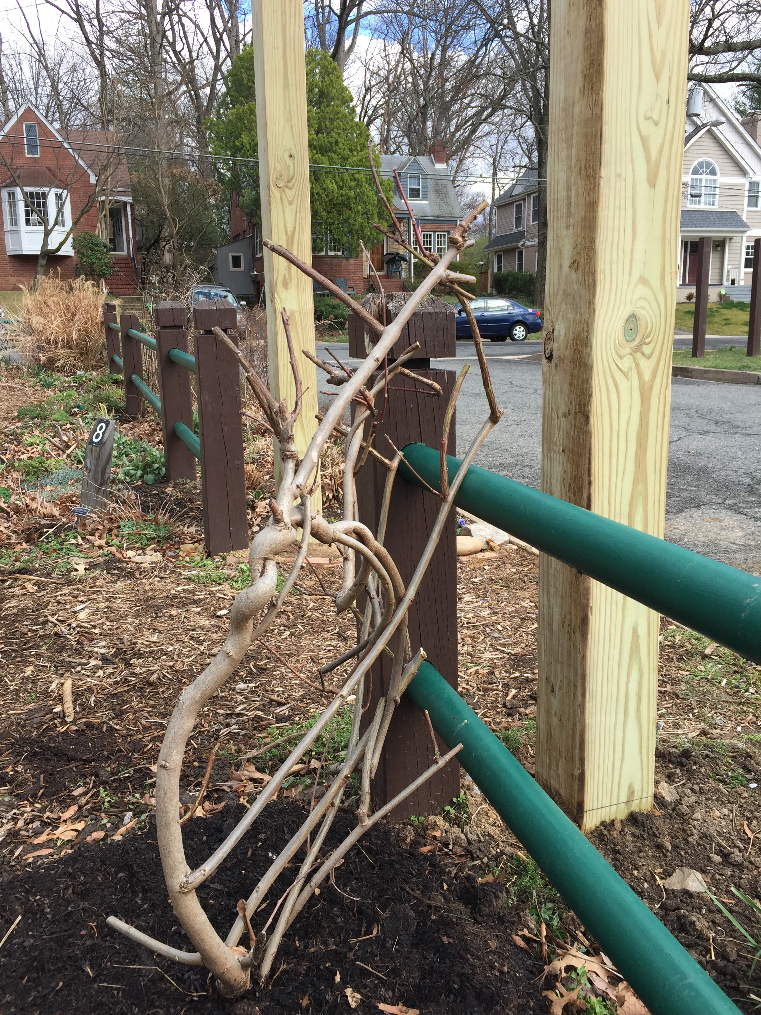 The transplanted wisteria vine.