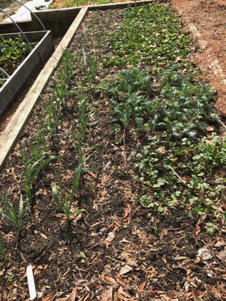 Spinach after harvesting