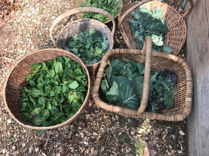 March 1, 2017 OVG Harvest