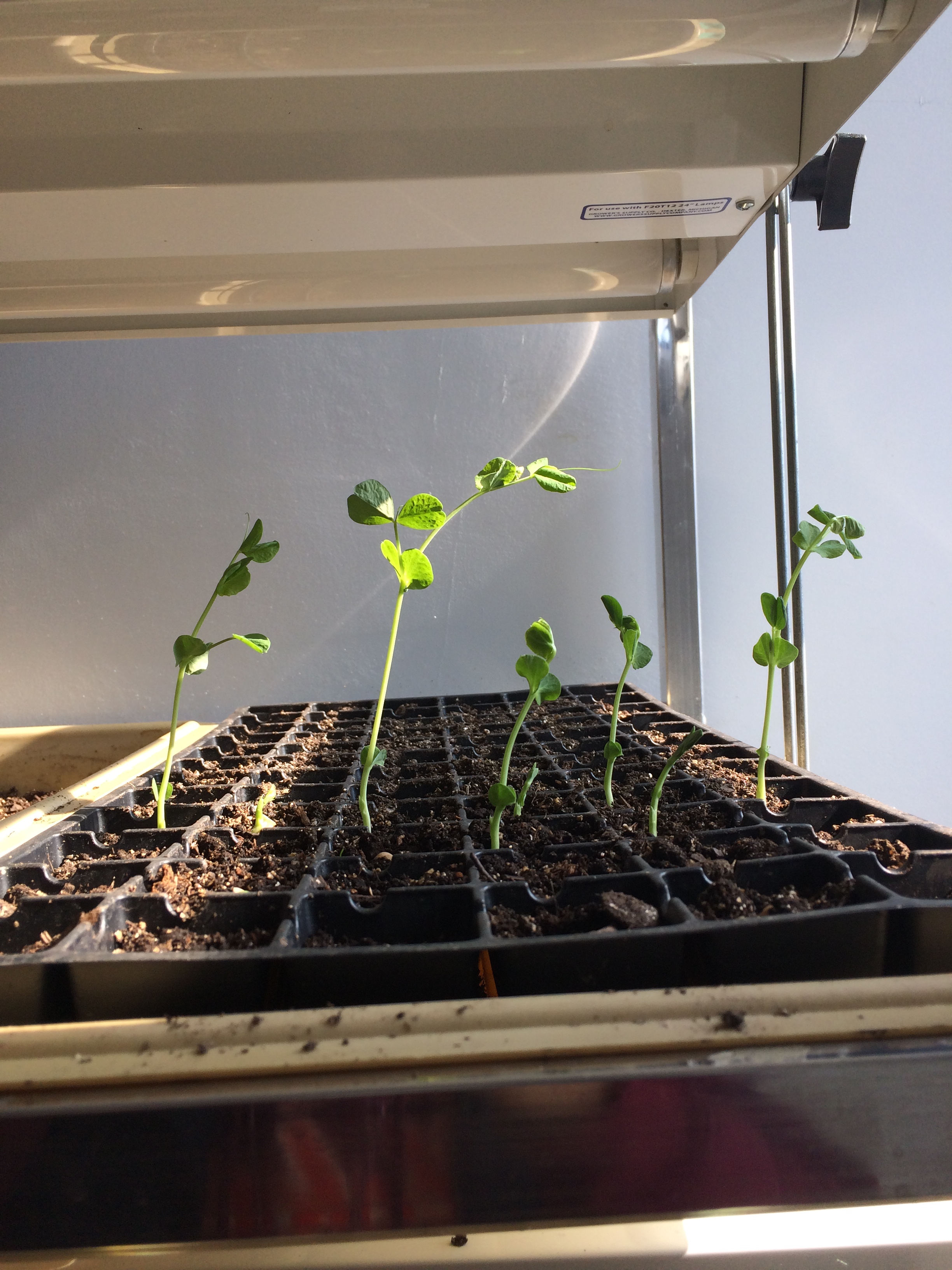 Sugar snap peas started indoors.