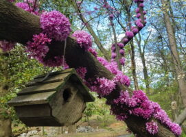 Cercis canadensis flowers on branches.