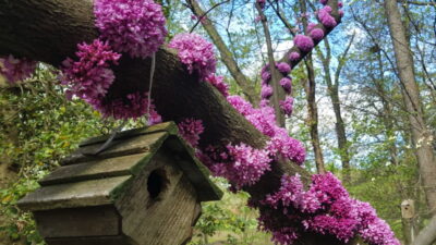 Cercis canadensis flowers on branches.