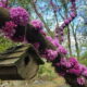 Cercis canadensis flowers on branches.