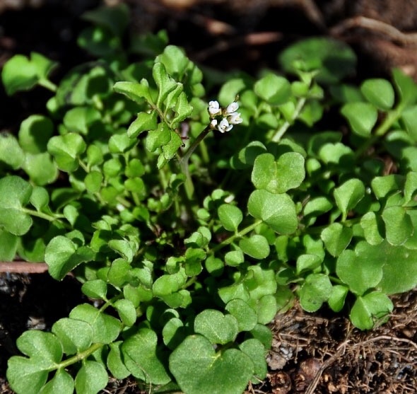 Hairy bittercress (Cardamine hirsuta)