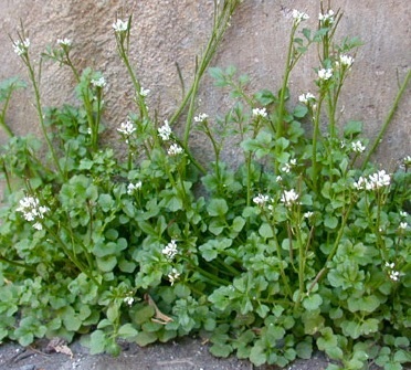 Hairy bittercress habit (Cardamine hirsuta)
