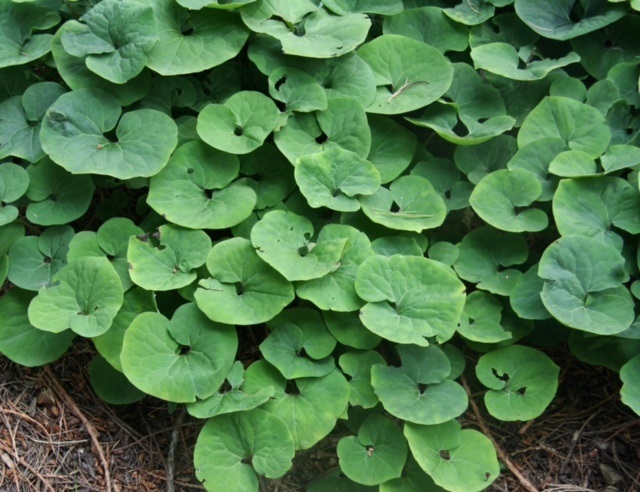 Wild Ginger (Asarum canadense)