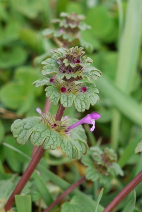 Purple Deadnettle (Lamium purpureum)