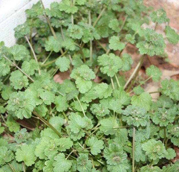 Purple Deadnettle (Lamium purpureum)