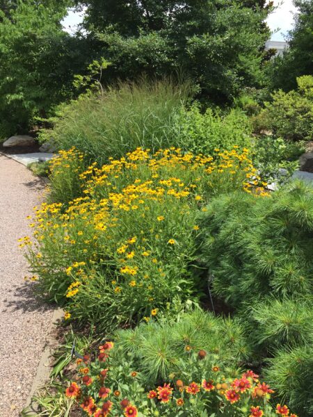 A colorful flowing bed in summer, intermixes native trees, shrubs, grasses, and perennials